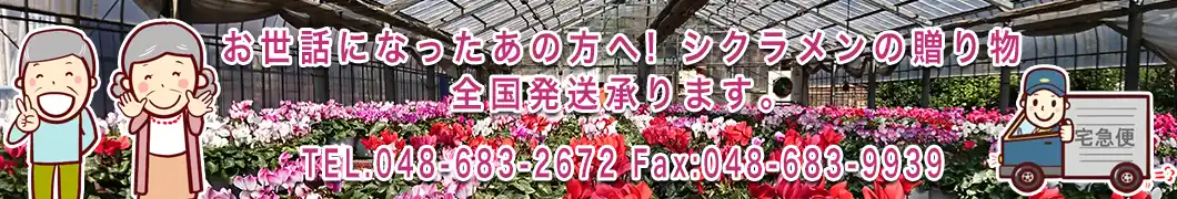 シクラメンの全国発送受付