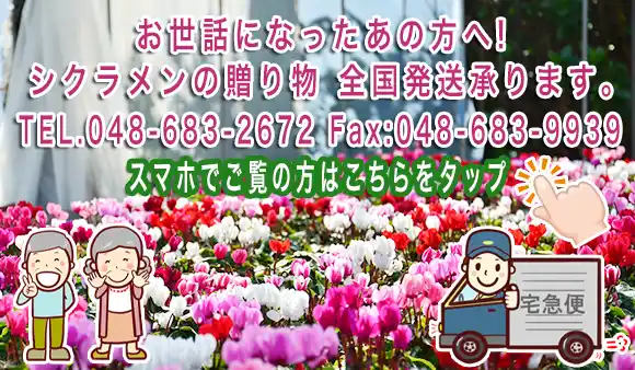 シクラメンの全国発送受付スマホ