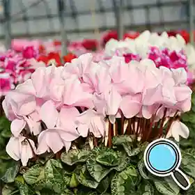 商品番号⑩パール