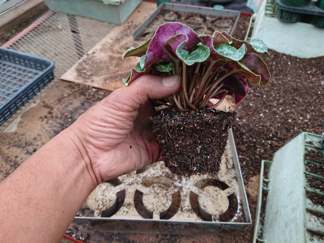 シクラメンの植え替え