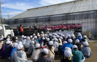 シクラメン農家の社会科見学